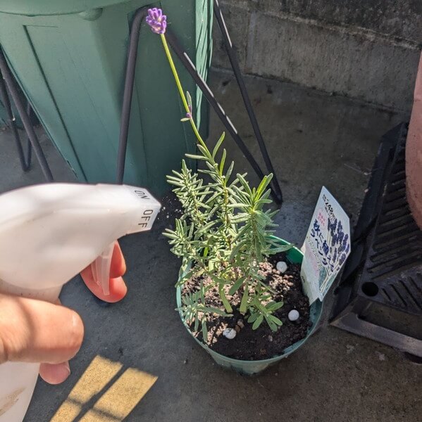 最初の写真
